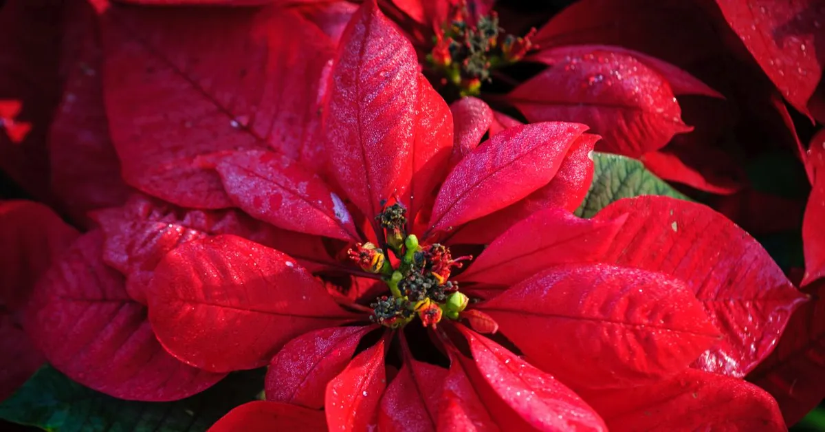 Zo zorgt u nu voor uw kerstster zodat deze met Kerst schitterend rood en vol bladeren is – Einde van de maand