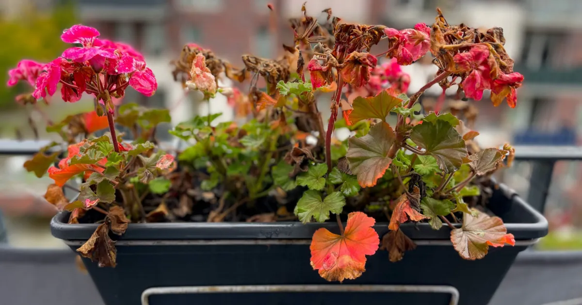 Waarom worden de bladeren van uw geranium geel? 5 veelvoorkomende fouten – Hóvége