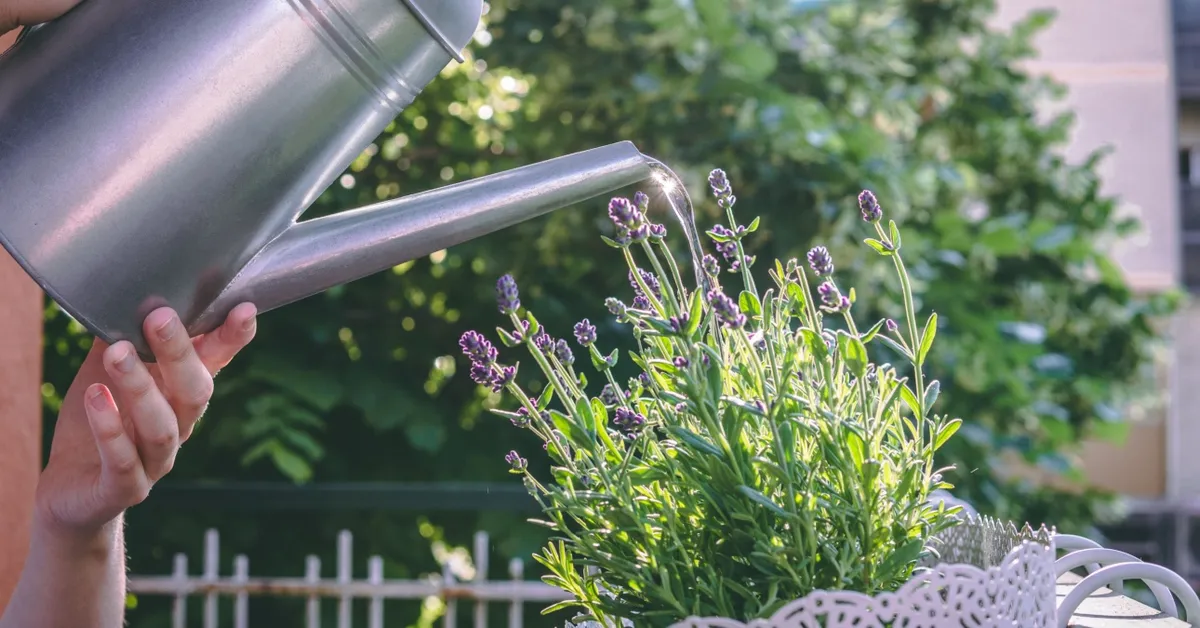 Lavendel brengt schoonheid en gezondheid: zo groeit het makkelijk in je balkonbak – 8 tips uitgelicht