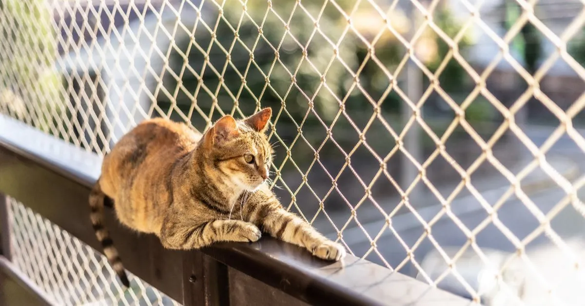 Menni fog: zo eenvoudig bevestigt u een kattennet op het balkon