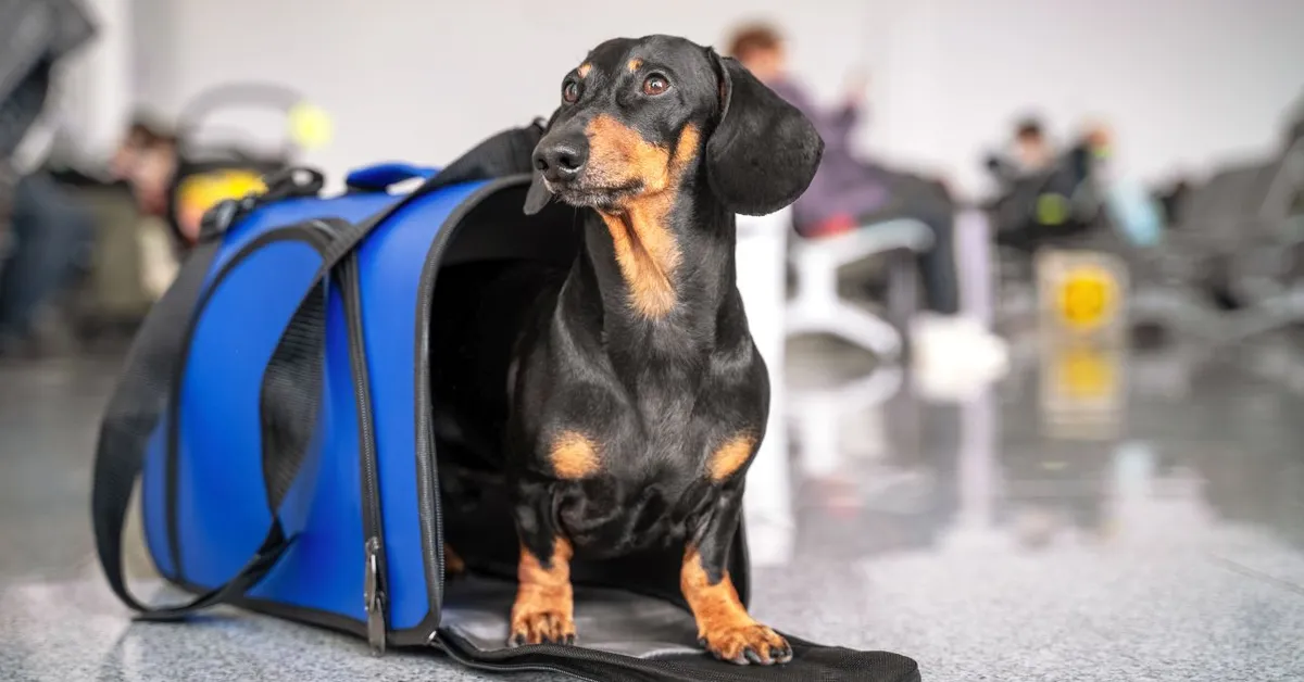 Reizen met je hond per bus, trein en vliegtuig – einde van de maand tips (Hóvége)