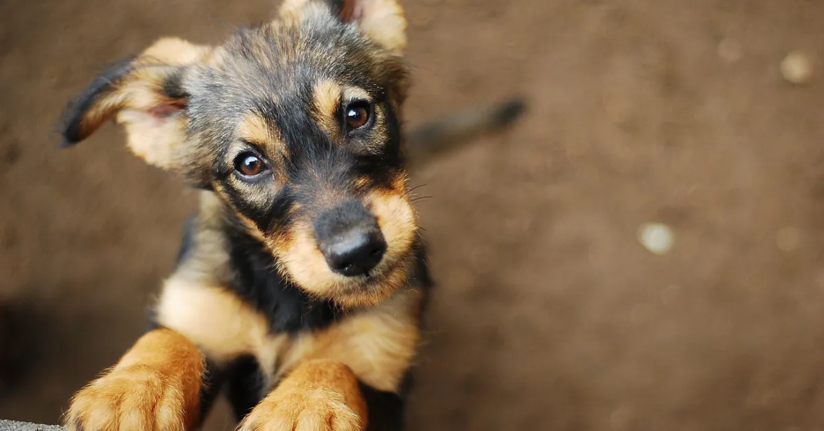 Hoe adopteert u een hond? Met deze kosten rekenen veel mensen niet – Einde maand