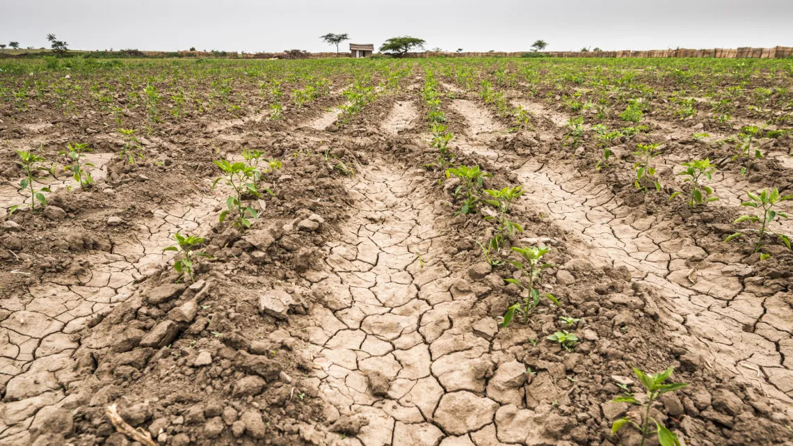 Brood wordt duurder door droogte: dit moet u weten in 2025