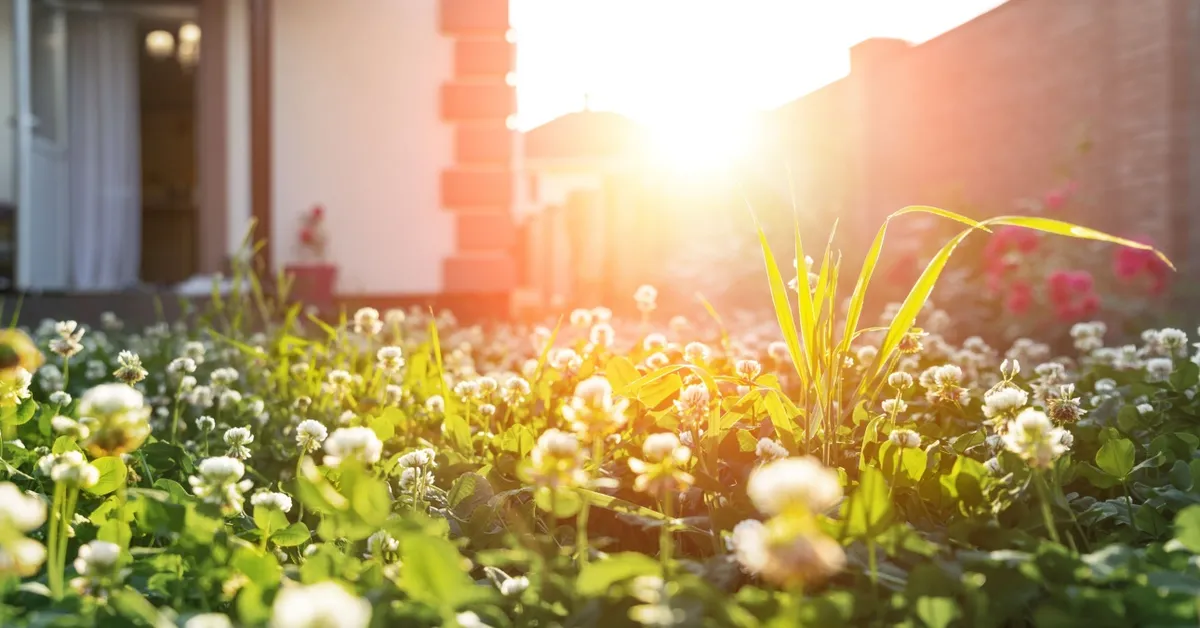 Wat plant je in plaats van gras? De slimste bodembedekkers voor een groene tuin