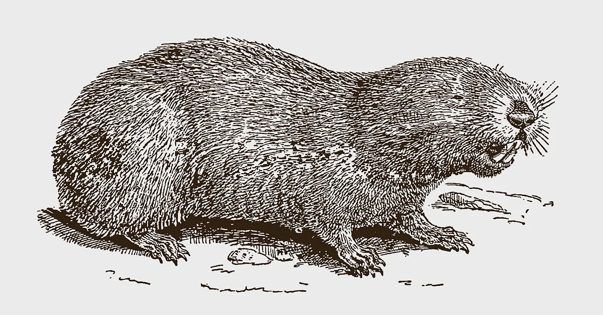 Zelf aan de slag tegen woelratten? Bewezen methoden voor een verdedigde tuin
