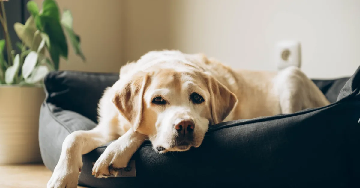 Ouderdomsdementie bij honden: let op deze 8 signalen
