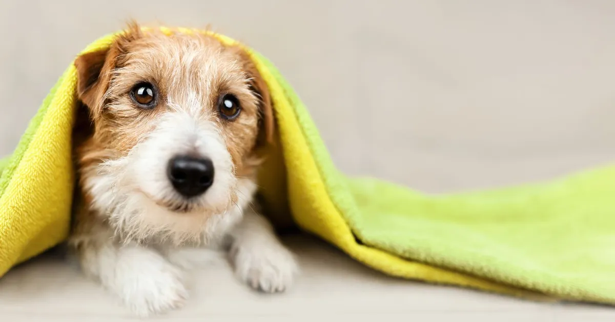 Hondenlucht verwijderen uit dekens: praktische tips voor een fris huis