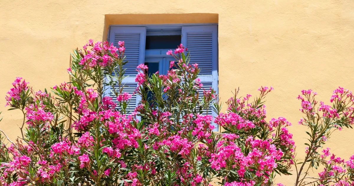 Hoe vermeerder je een oleander? 3 zekere methodes – Einde van de maand