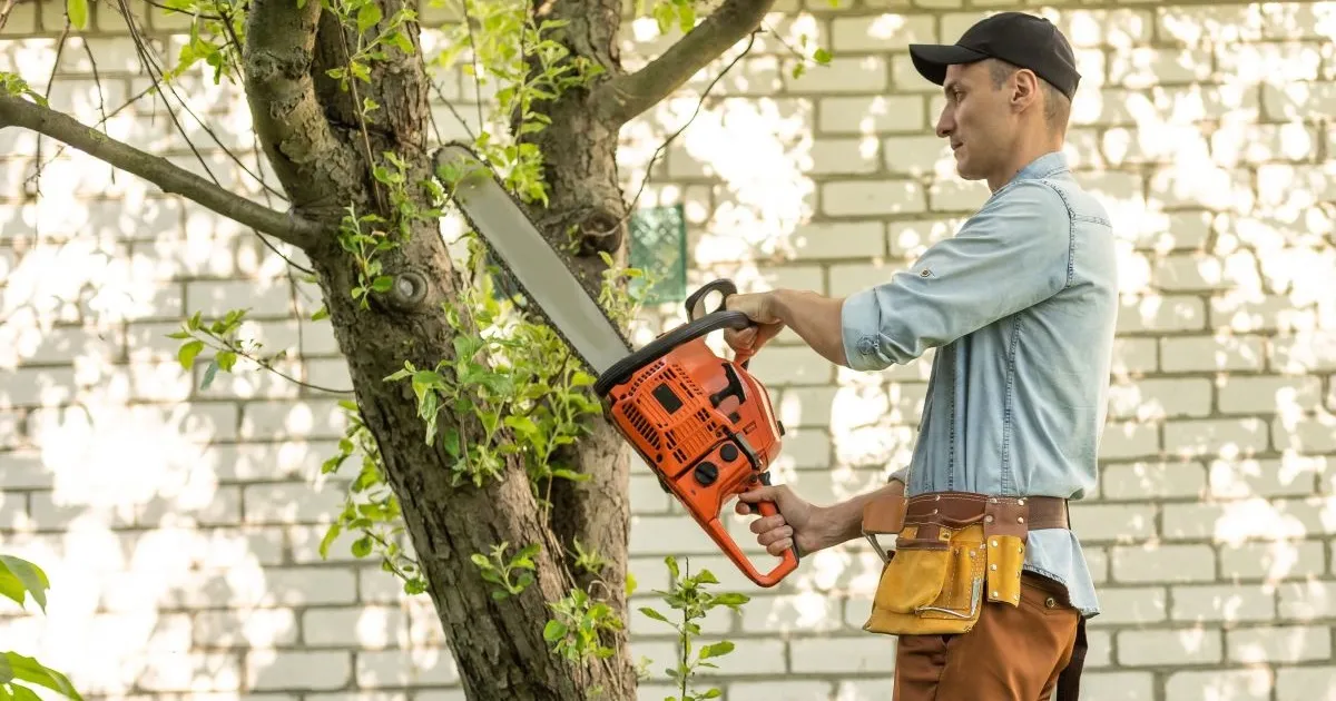 Zelf een hoge boom kappen: wanneer mag het en wanneer beter niet?